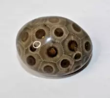 Michigan Petoskey Stone Polished Semi Precious Fossil 1 3/4" x 1 1/8"