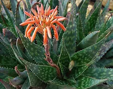 Aloe maculata Robusta - Soap Aloe - 10 Seeds - Succulents