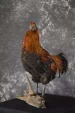 Leghorn Rooster taxidermy mount for sale SKU 1904