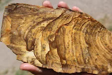 African Queen Picture Jasper slab, rough lapidary specimen for cabbbing, display