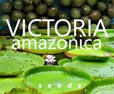 515 Seeds Victoria Amazonica,Victoria water lily, Giant Water Lily,Tracking NO