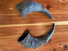 2 Authentic Bison/Buffalo Horn Caps (great for projects, decor, etc.)