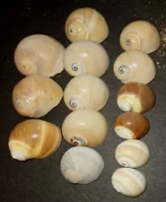 14 Moon Snail Shells, Growth Shells For Hermit Crab Small To Medium