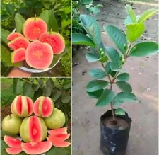 ruby guava tree for sale