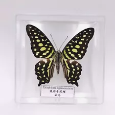 Real Butterfly Specimen for Sale Authentic Collectible Rare Gift Free Shpping