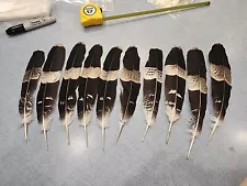 AS16 Lot Of 10 Pen Raised African Harrier Hawk (Polyboroides Typus) Tail Feather