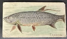 Tarpon - 1910 (T58) Vintage American Tobacco Co. (ATC) Fish Series - Piedmont