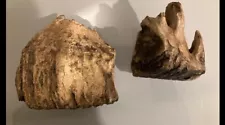 2 Mastodon / Mammoth Tooth Fossil