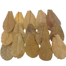 Bulk Sale Premium Quality 6000 Pcs (10-15cm)Catappa Ketapang Leaves For Betta