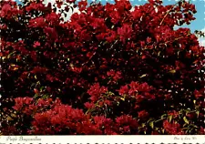 Breathtaking Bougainvillea in Barbados