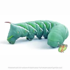 Live 24ct+ Hornworms With Free Shipping