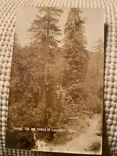 RPPC Postcard Among the Big Trees at Laurel Cal. #143 Laurel Cancellation.
