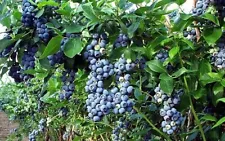 Toro Blueberry Plant - Huge Berries Early Self Fertile 2.5" Pot - FREE SHIPPING