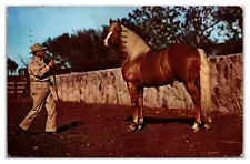 Palomino Horse And Trainer