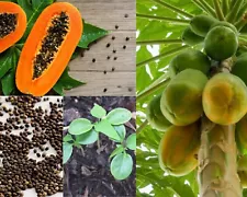 Organic Dried Papaya Seeds 25g herbal for Health 100% Natural Free shipping