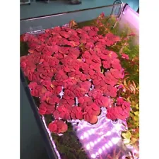 10 Nickel Size Red Root Floaters! Live aquarium plants beautiful! Floaters!