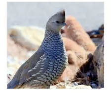 12 + Blue Scale Quail Hatching Eggs