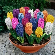 hyacinth seeds for sale