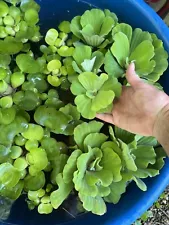 SALE (1) Water Lettuce Koi Pond Floating Plants Algae COMBINE SHIPPING FREE!