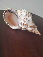 Large Natural Conch Triton Seashell Nice 9.5"