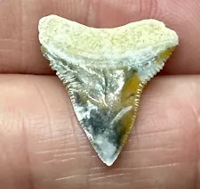 COLORFUL BULL SHARK TOOTH FOSSIL fossilized Bone Valley Florida