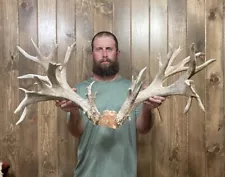 Huge Massive 268” Whitetail Skull Cap 35pt Antler Horn Deer Mount Taxidermy Rack