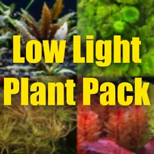 $30 Low Light Aquarium Plant Package beginner easy plants aquatic plants