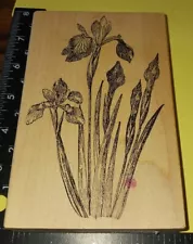 3 iris, 2 buds, flowers, huge, magenta, b731, wooden