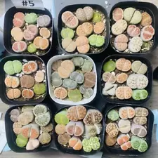 9PCS Sale Succulent Live Plant Lithops Boutique Colorful Mix Kinds Top Red