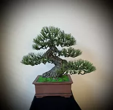 New ListingRealistic Japanese black pine bonsai sculpture for interior decoration.