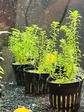 Rotala Rotundifolia Potted Plant — Bright Green & Healthy (May Include Snails)