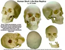 FREE SHIPPING Human Skull Replica 1:1 Life Size Detailed Human Skull Replica USA