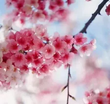 10 Cherry Blossom Seeds Sakura Seed Oriental Cherry Garden Flower S027