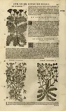 Antique Print-Botany-Dill-Cumin-Mattioli-p. 431-Anonymous-1572