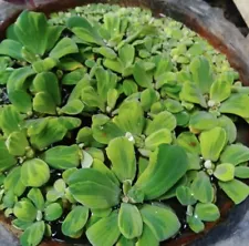 RARE 10 Varigated Water Lettuce