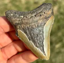 NICE! 2.73" Megalodon Shark Tooth Teeth Fossil Sharks necklace jaws jaw Meg