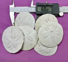 SAND DOLLARS FRESH FROM THE SEA