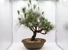 Japanese Black Pine Pre-Bonsai in a 14 Inch Trainer