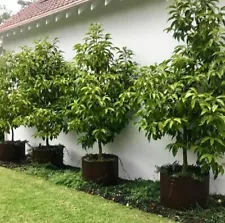 FRAGRANT LIVE PLANT Magnolia Michelia champaca Yellow Joy Perfume Tree