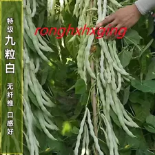 Featured fruit seeds for planting/white kidney bean 特级九粒白芸豆种子 老来少豆角种籽孑早熟高产 100粒