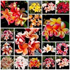 plumeria seeds for sale