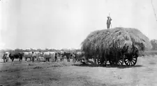 Hay Wagon at 'Kerri Kerri' Farm Balranald New South Wales 1900 Old Photo