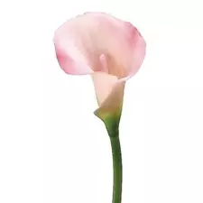 silk calla lilies for sale