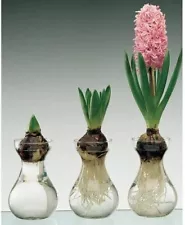 Clear Glass Display Vases - Glass Forcing Vases for Hyacinth and Other Bulbs