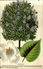 1880s COLOR BOTANICAL PRINT Catalpa Ornamental Tree