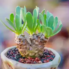 large cactus plants for sale