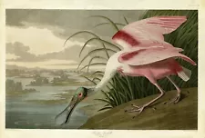 No321 Roseate Spoonbill Audubon Print Repro Havell Edition Double Elephant Folio