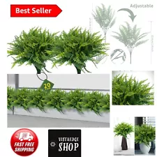 live boston ferns for sale