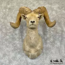 #28275 E | Desert Bighorn Sheep Taxidermy Shoulder Mount For Sale