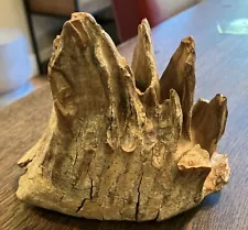 Mastodon / Mammoth Tooth Fossil, C